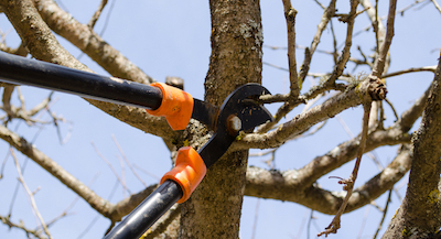 tree pruning in Madison, WI