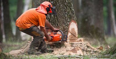 tree removal in Madison